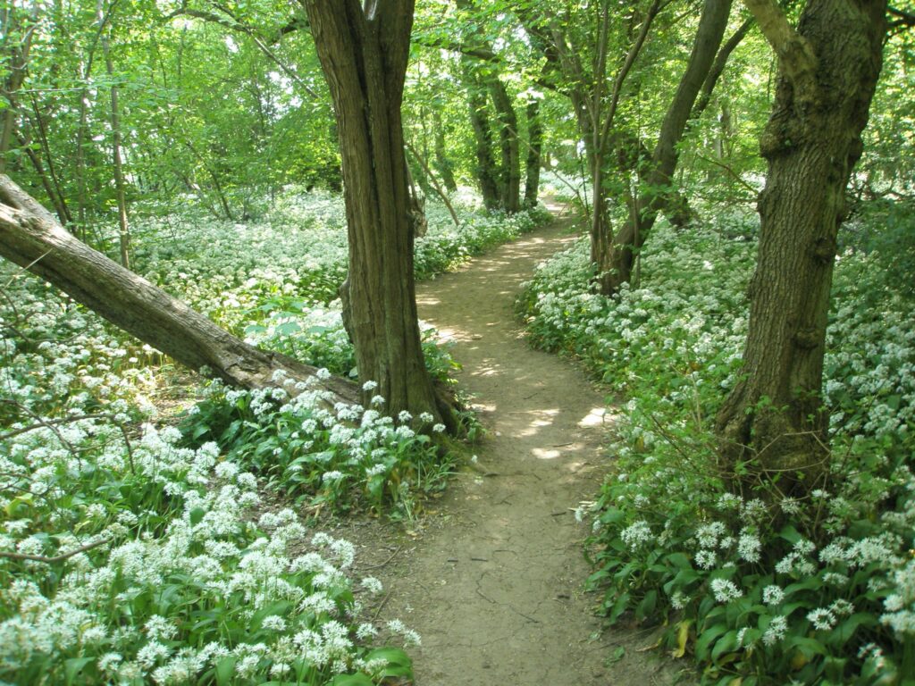 Wild garlic in Old Sulehay woods, image byDonna Radley