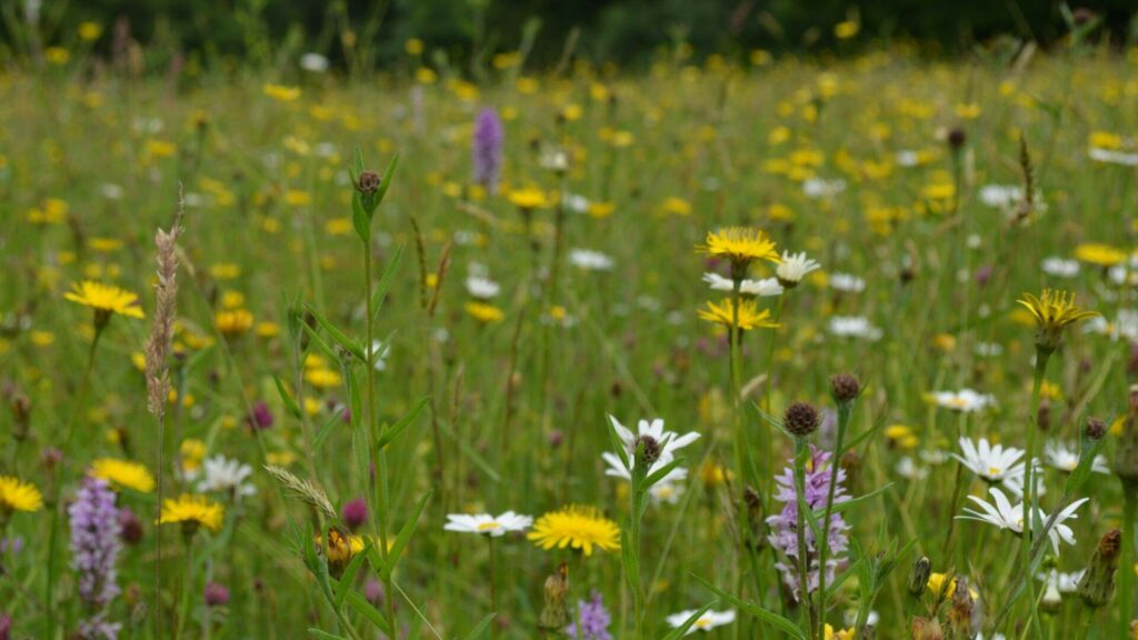 A wildflower meadow with yellow, white, purple flowers in among the grass. The meadow is in Ryewater, Dorset. Image is by Jo Costley.