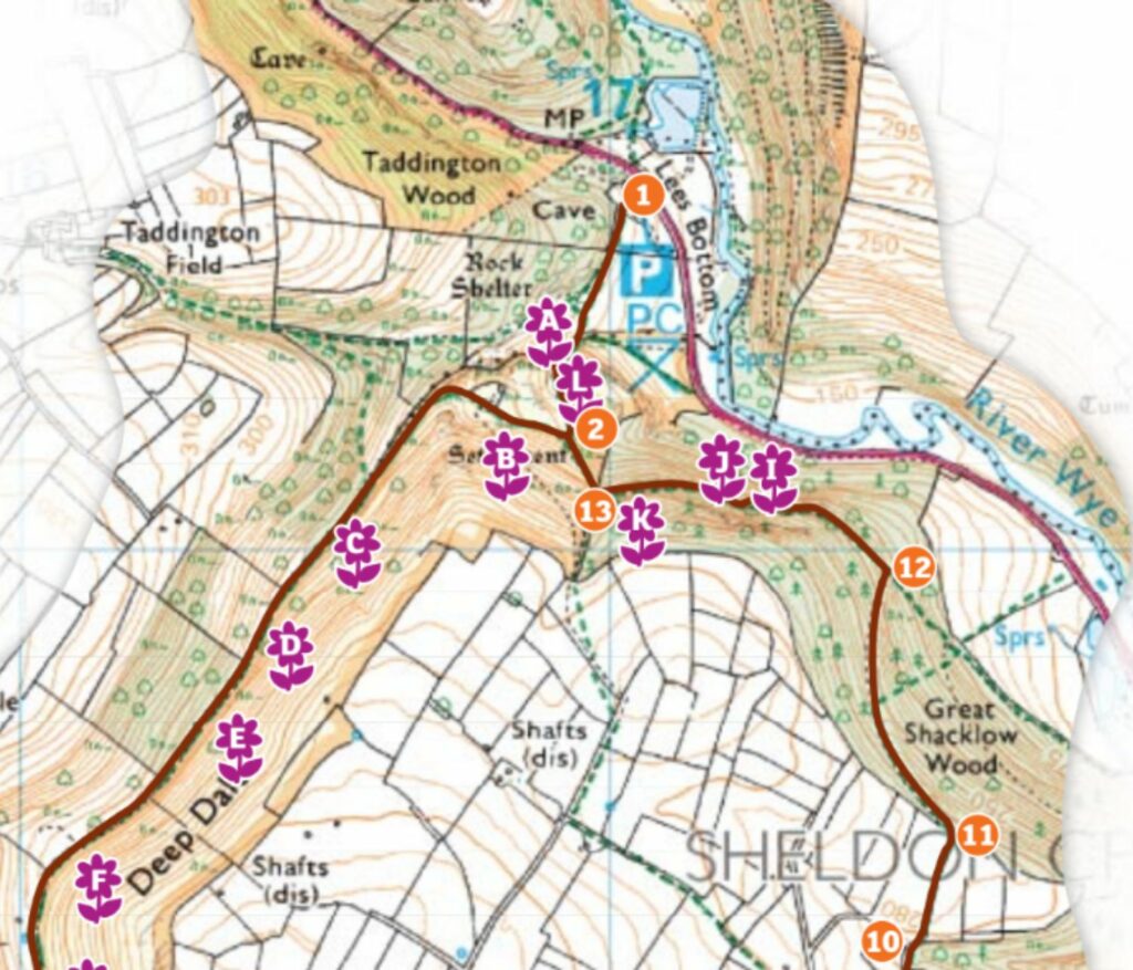 A part of the map for the wildflower walk in Peak District.