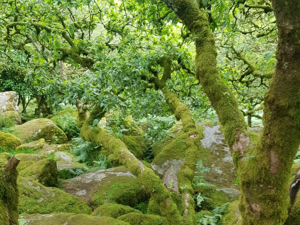 Wistmands Wood Building resilience rainforest