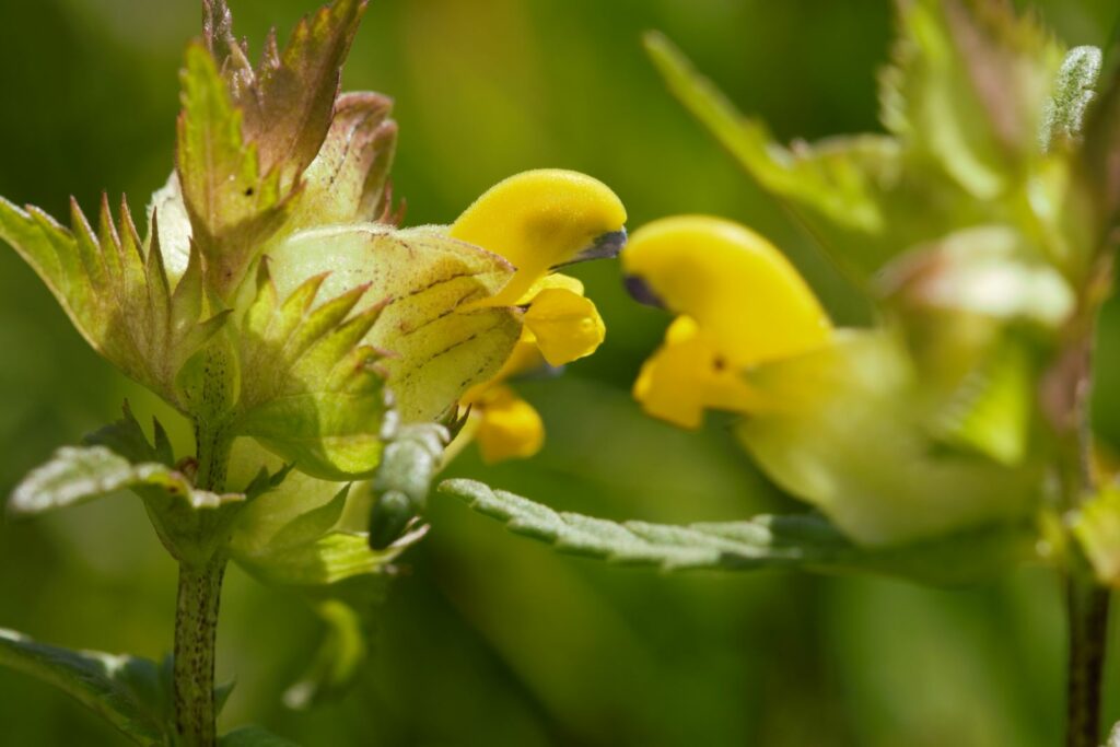 Yellow rattle close up
