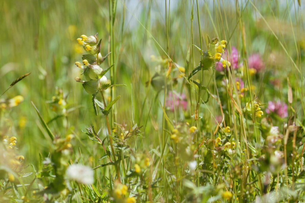 Yellow rattle in a meadow