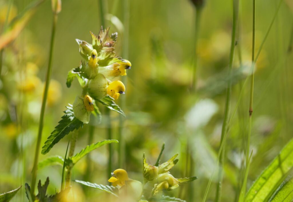 Yellow rattle