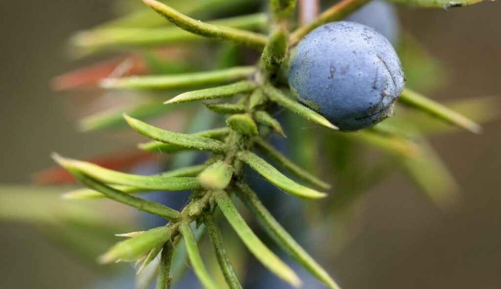 Close up photo of a Juniper berry on a bush