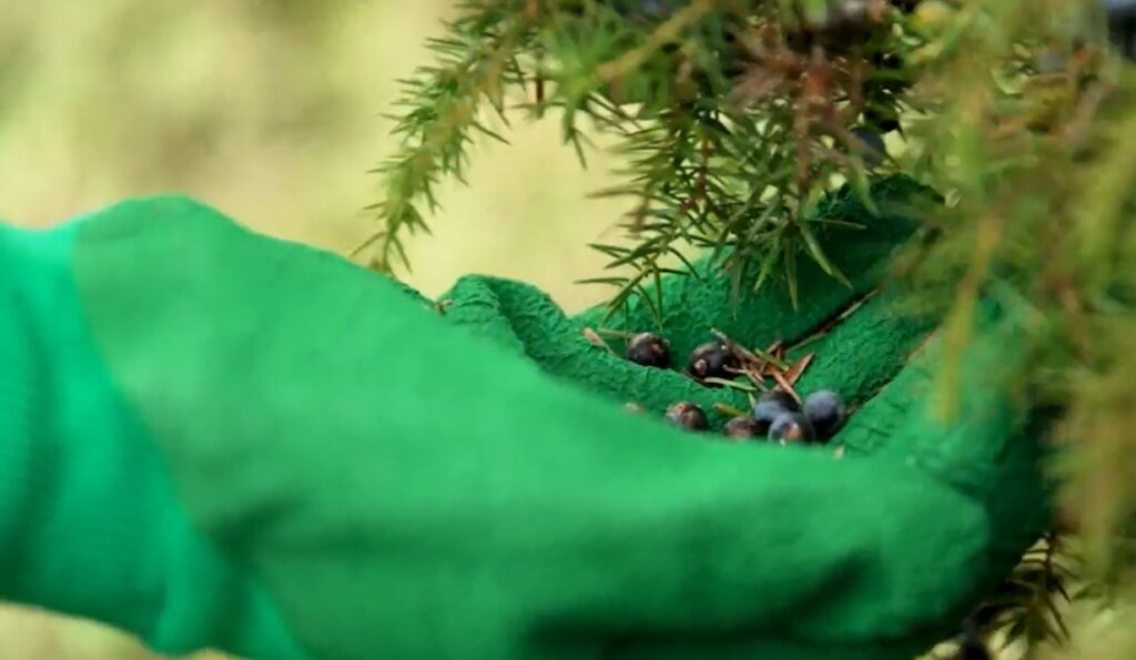A gloved hand picks Juniper berries
