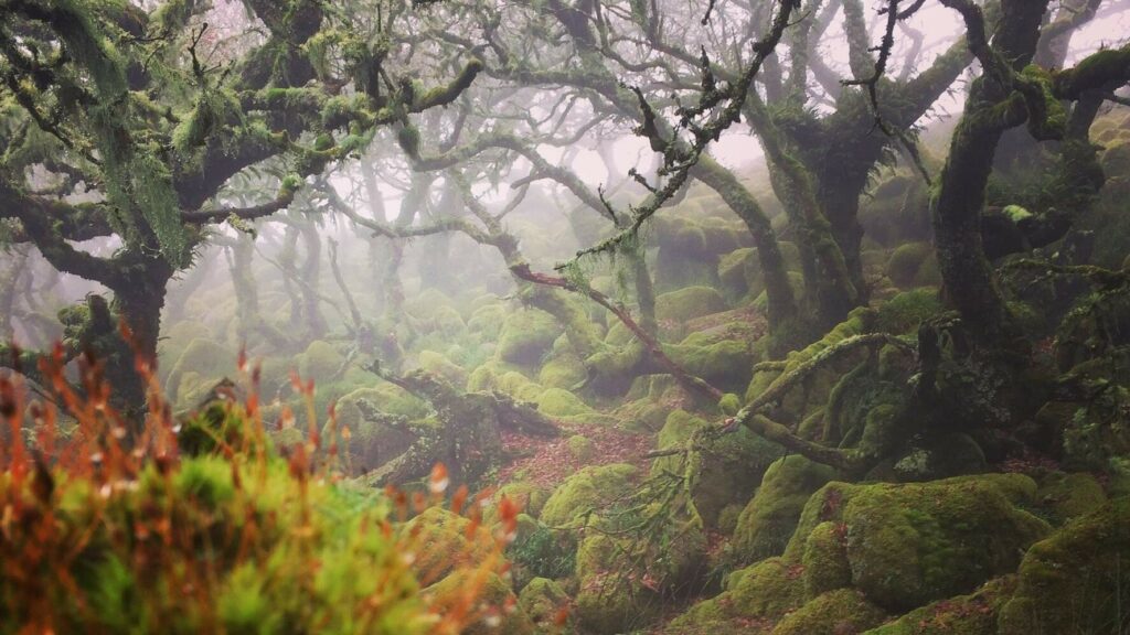 A misty temperate rainforest scene at Wistmans Wood.