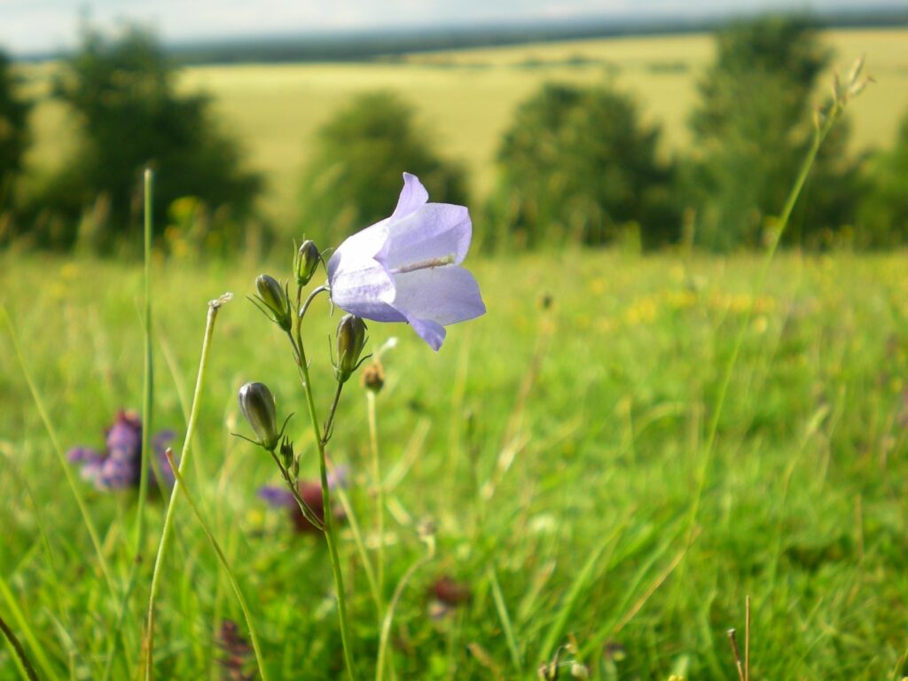 Purple Harebell flowers in a grass field