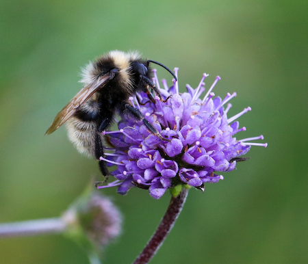 Cuckoo Bee on Devils-bit Scabious.