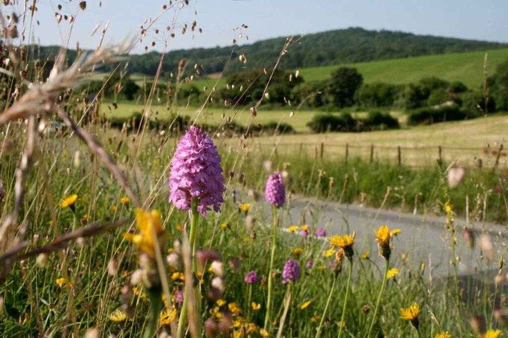 Close up of wildflowers taken on verge with a road in the distance.