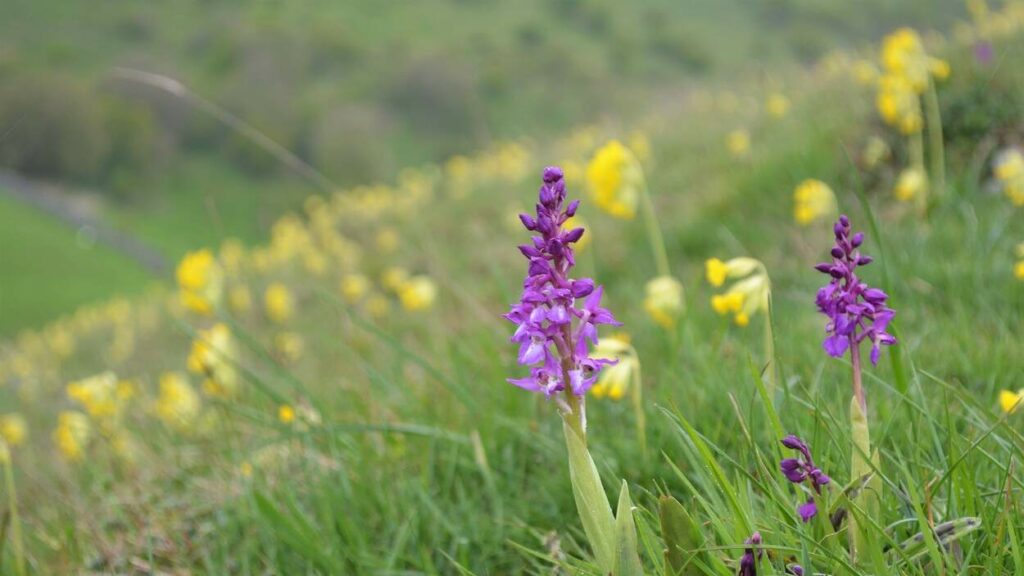 Early Purple Orchids and Cowslip at Deep Dale.