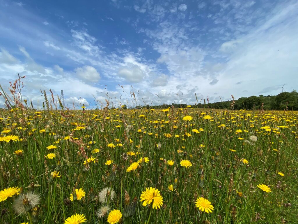 A meadow on a sunny day.