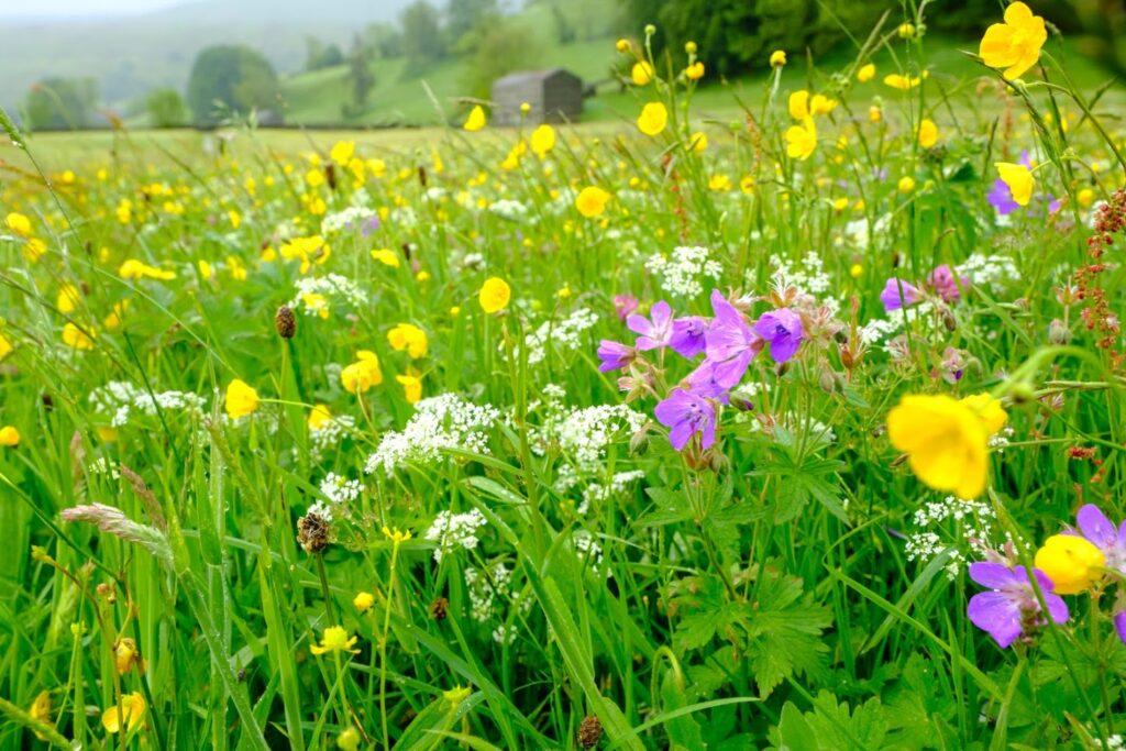 Wildflower at Muker Meadows