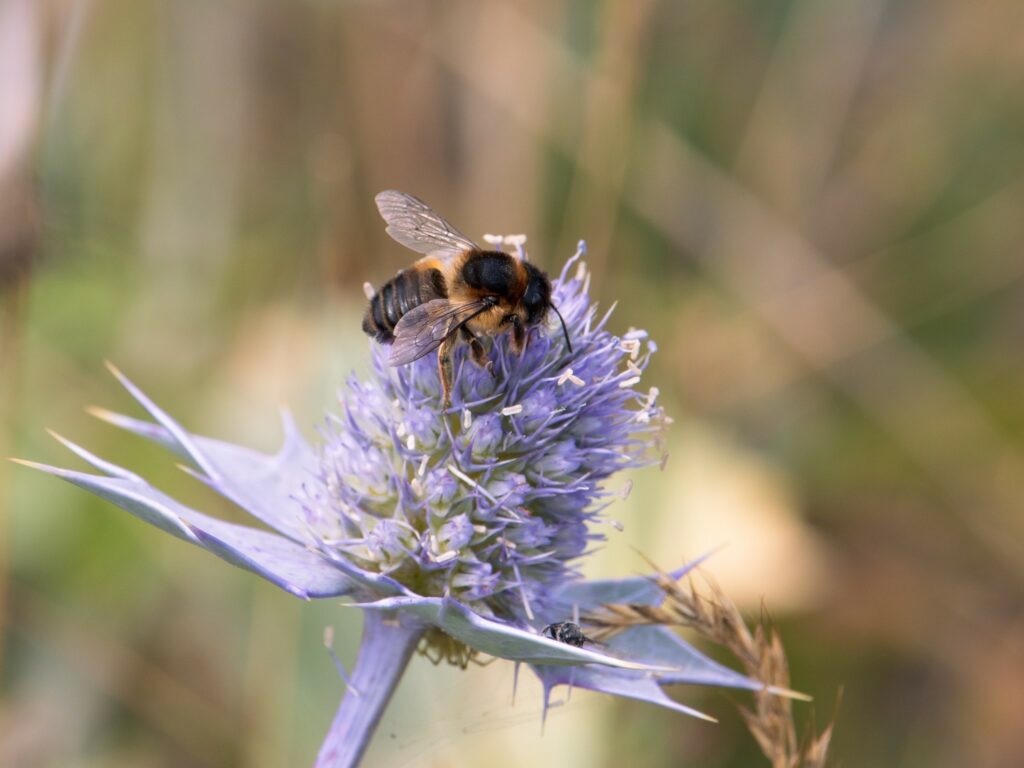 A bee on a pretty Sea Holly bloom