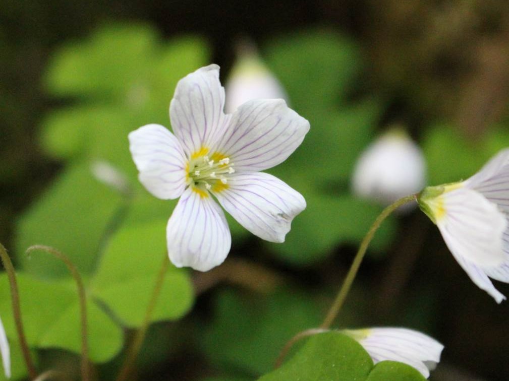 Wood Sorrel flower