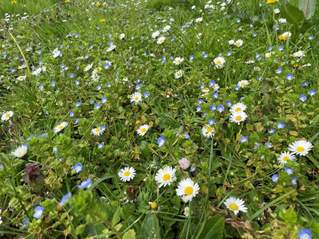 A wilder lawn during No Mow May