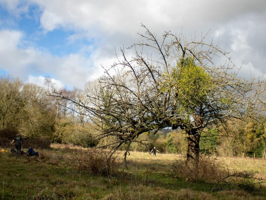 An ancient apple tree on a hill