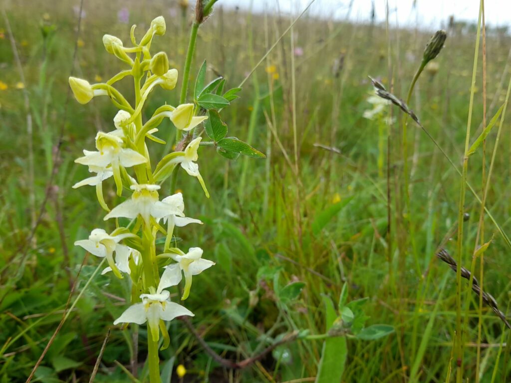 Yellow flowers on a single stem in a grass field