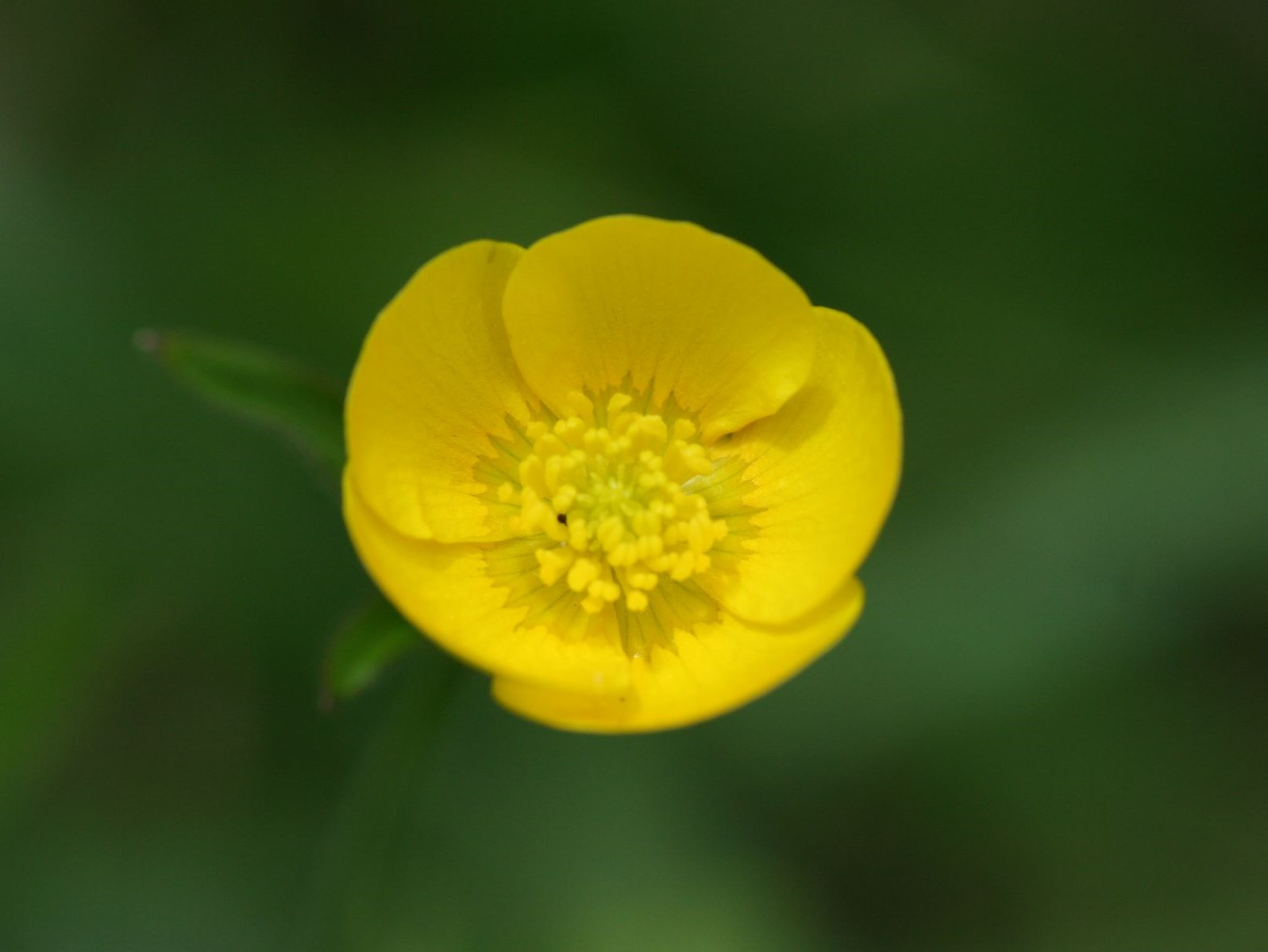 Creeping buttercup hotsell