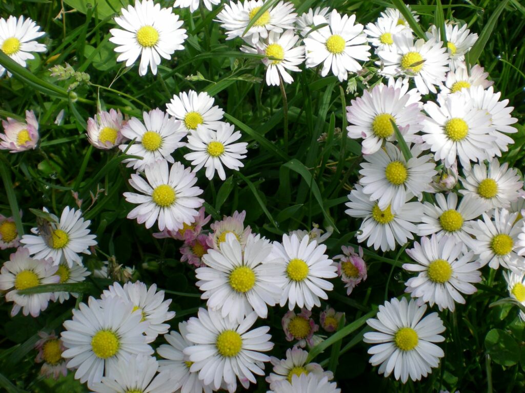 Many daisies