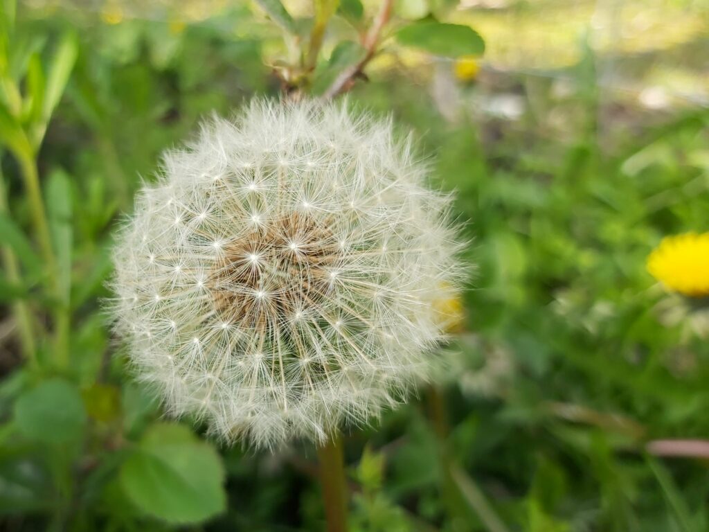 A dandelion clock seed head