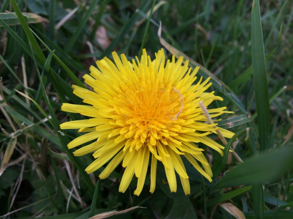 A yellow dandelion flower