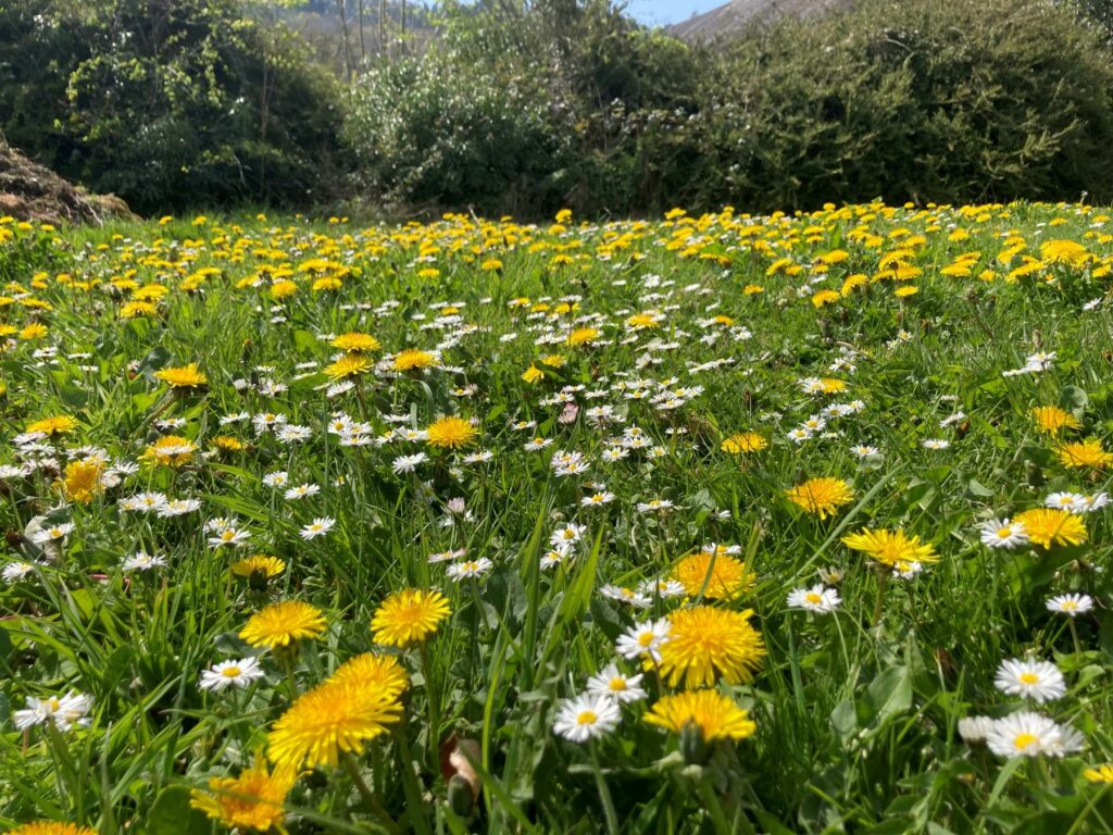 Dandelions and daisies on a Wiltshire lawn