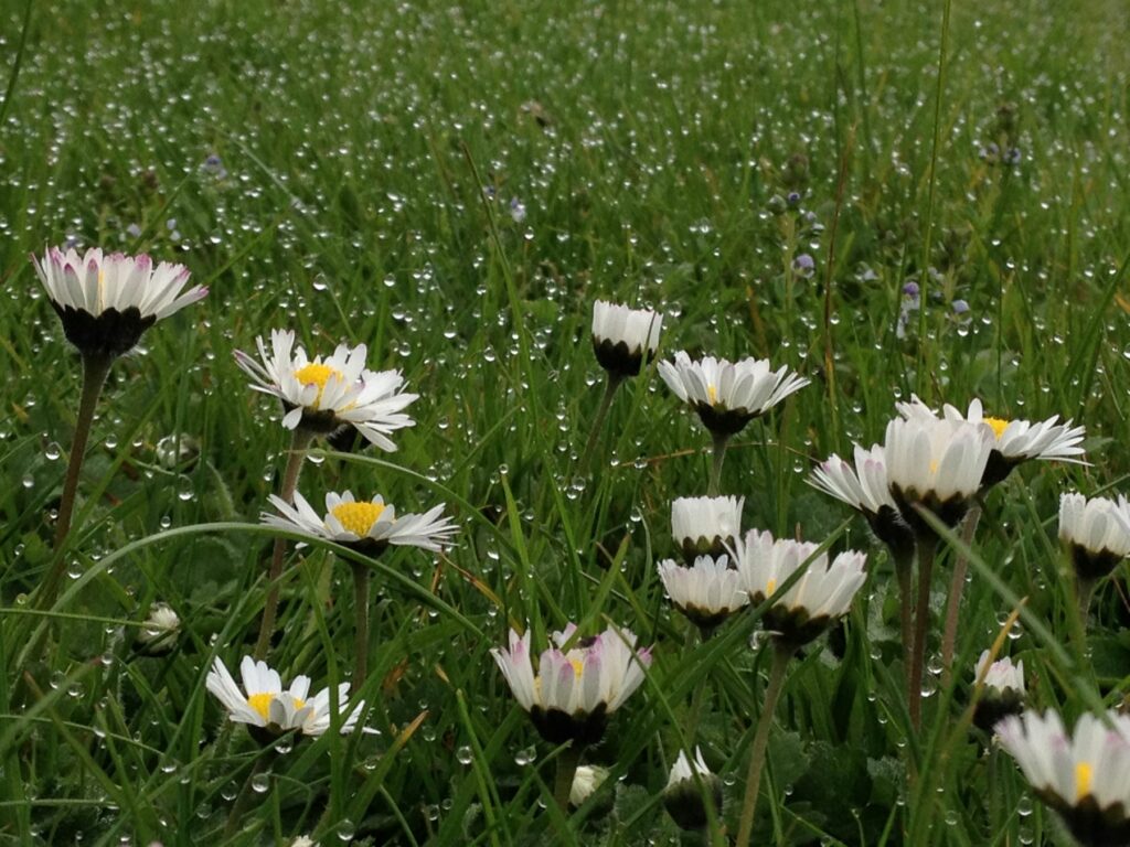 Daisies in a lawn