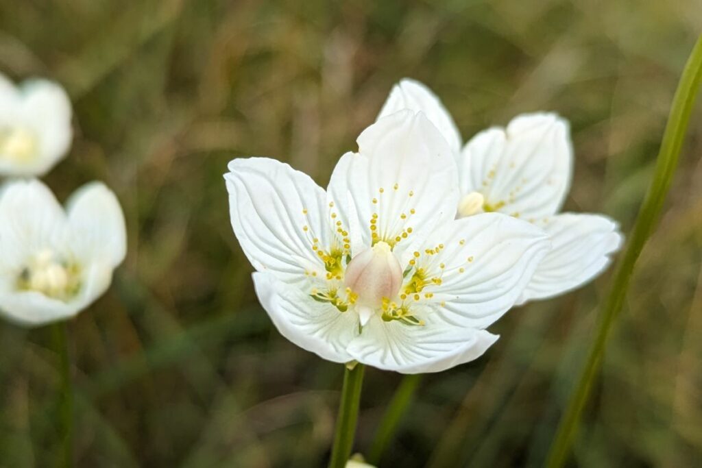 Grass of Parnassus at Munsary Peatlands