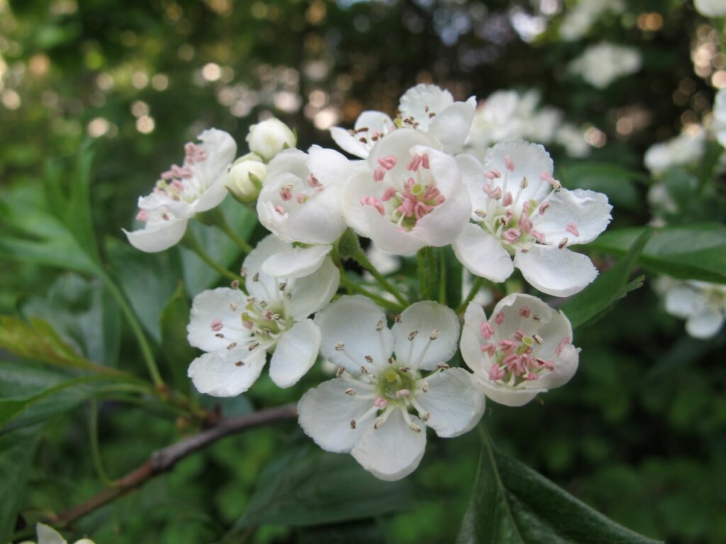 Hawthorn flowers