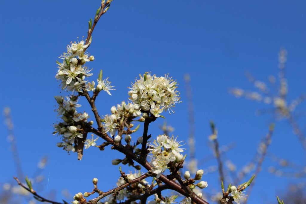 Hawthorn at Dunblane in May