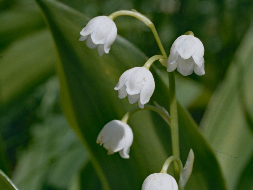 White bell like flowers - Lily of the Valley