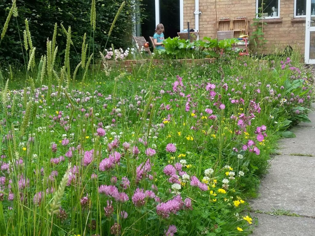 A blossoming garden lawn full of wildflower