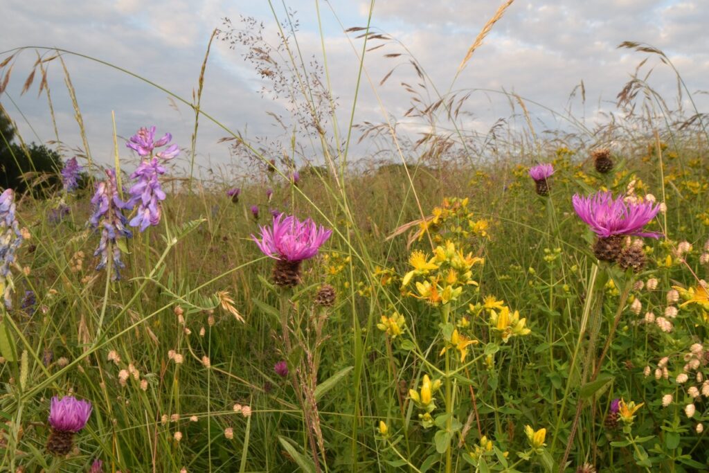 Meadow flowers pink and yellow flowers and grass