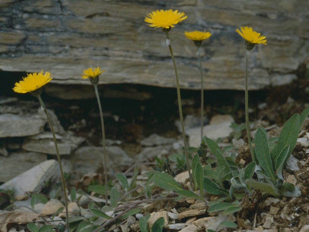 Mouse-ear Hawkweed