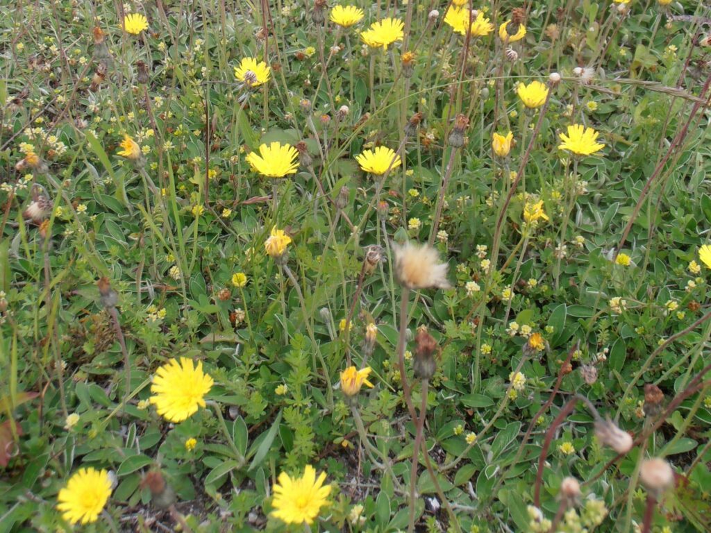 Mouse-ear hawkweed