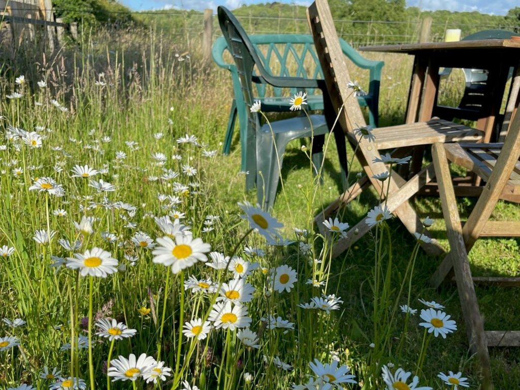 Oxeye daisies and long grass in a garden with chairs