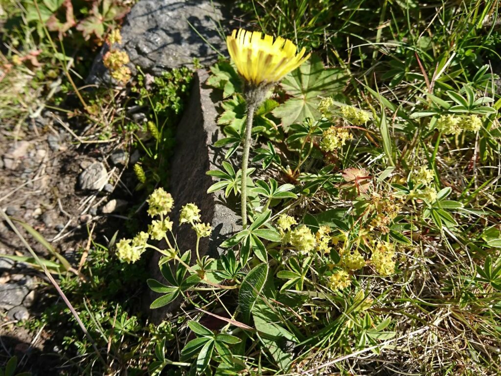 Mouse-ear hawkweed