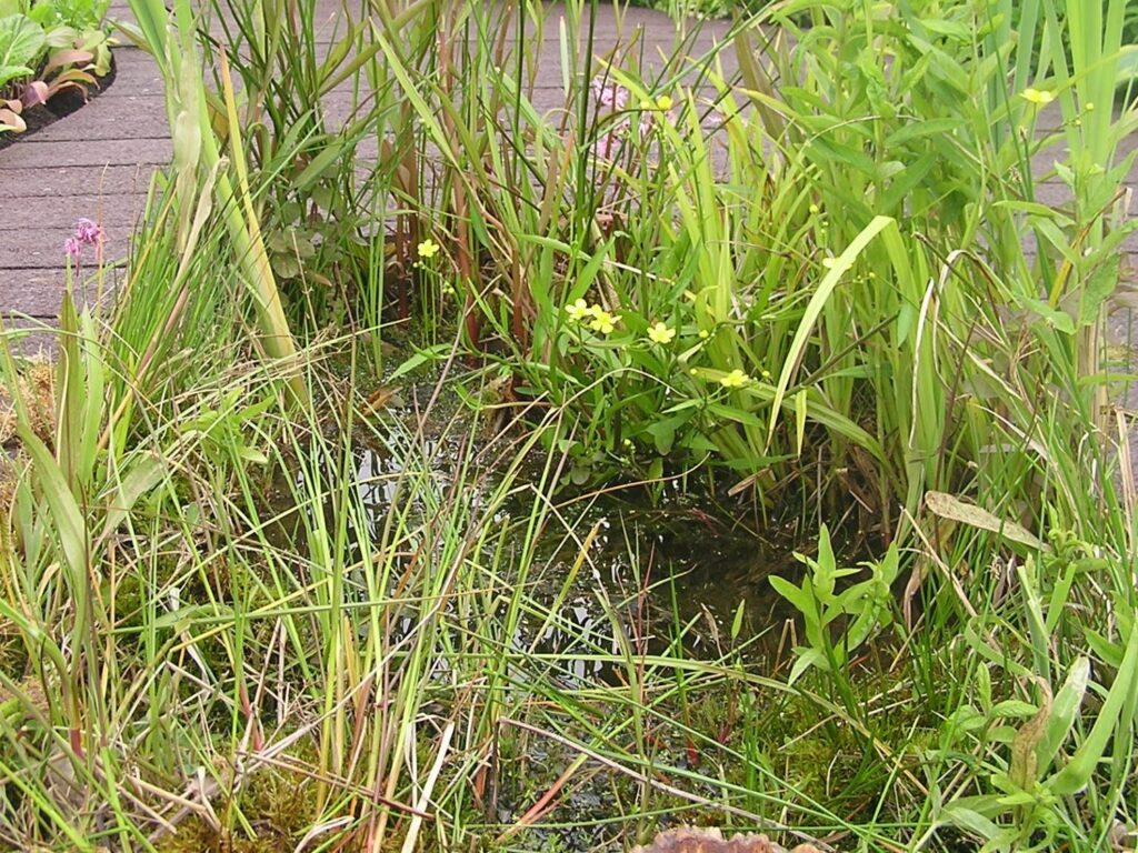 A small pond within a garden