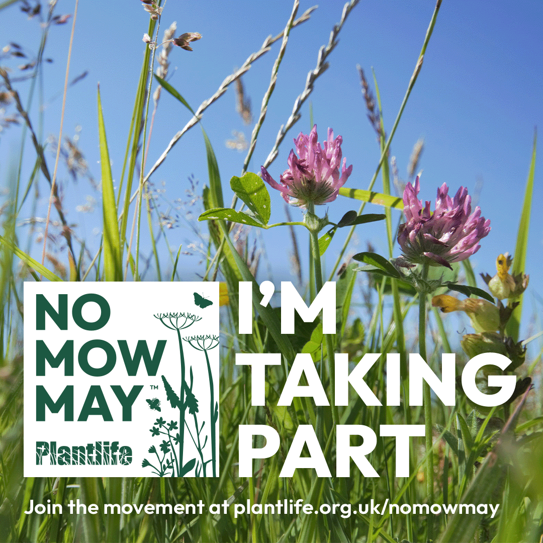 Plantlife's No Mow May Movement