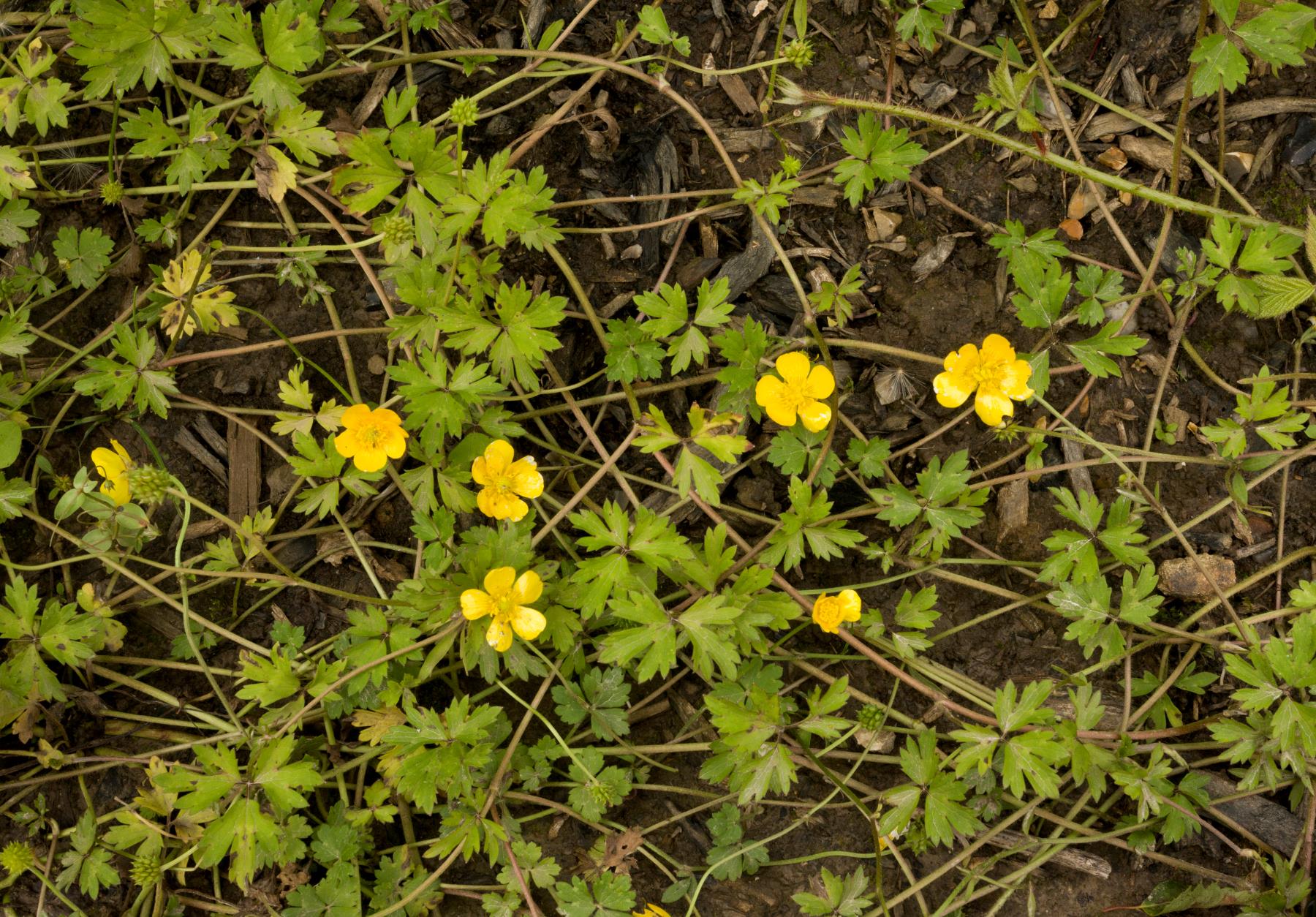 Creeping Buttercup Plantlife