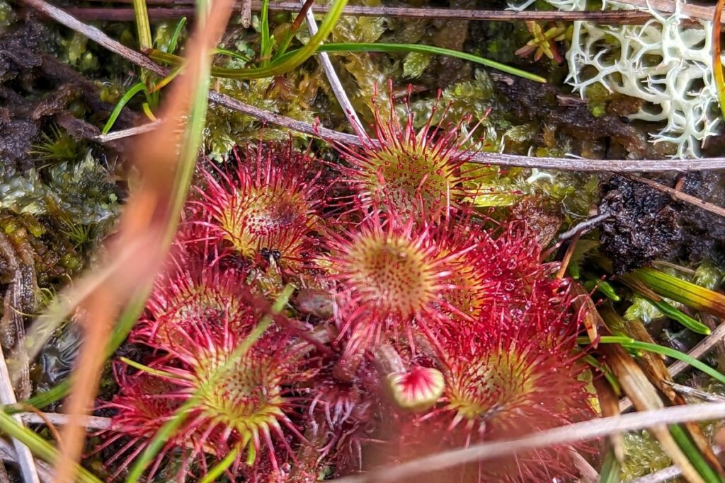 Round-leaved sundew at Munsary Peatlands
