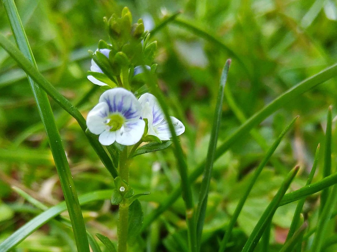 Thymeleaved Speedwell Plantlife