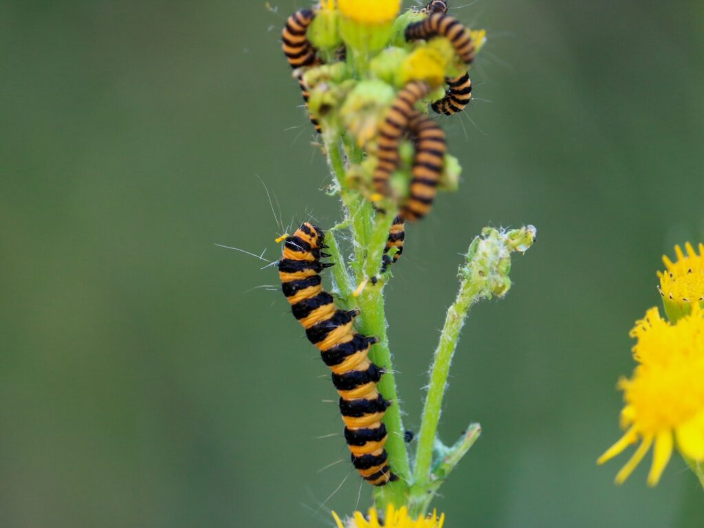 Cinnabar Moth caterpillars munch on Common Ragwort, image by Pip Gray