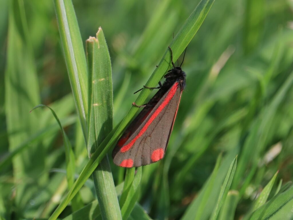 A Cinnabar Moth rests on a long blade of lawn grass, image by Pip Gray