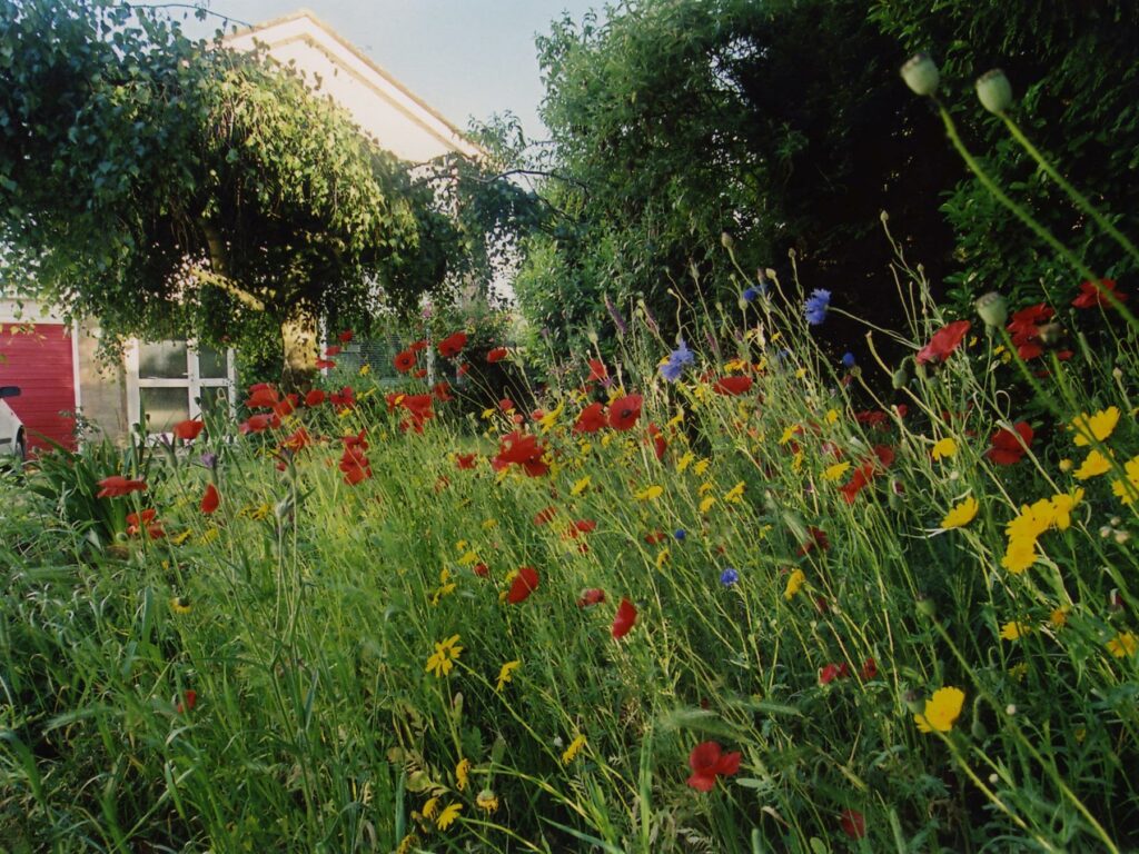 A wildflower meadow in a garden