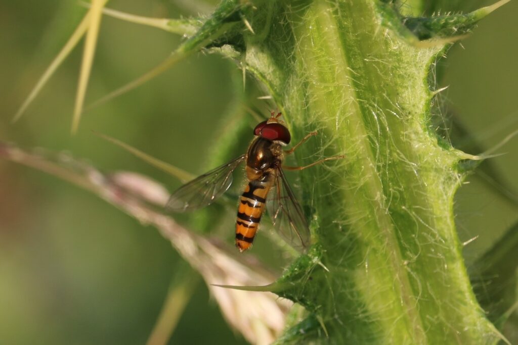 A Marmalade Hoverfly rests on a prickly wild plant stem, image by Pip Gray