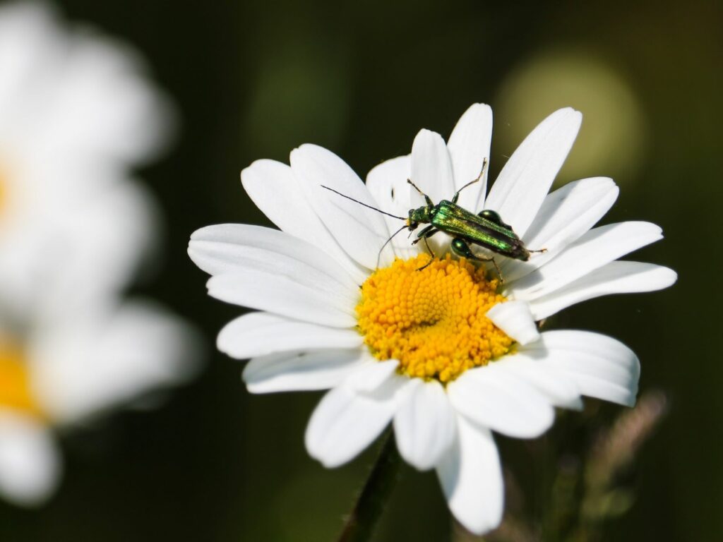 A Flower Beetle resting on a large Oxeye Daisy, image by Pip Gray