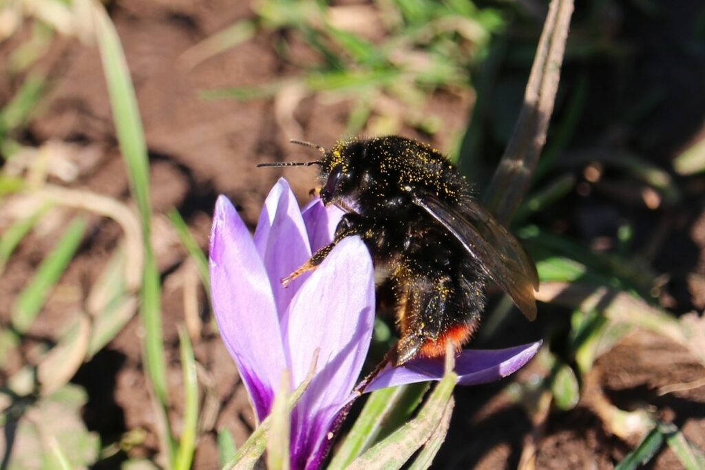 A Red Tailed Bumblebee dusted in the pollen of a Crocus Flower, image by Pip Gray