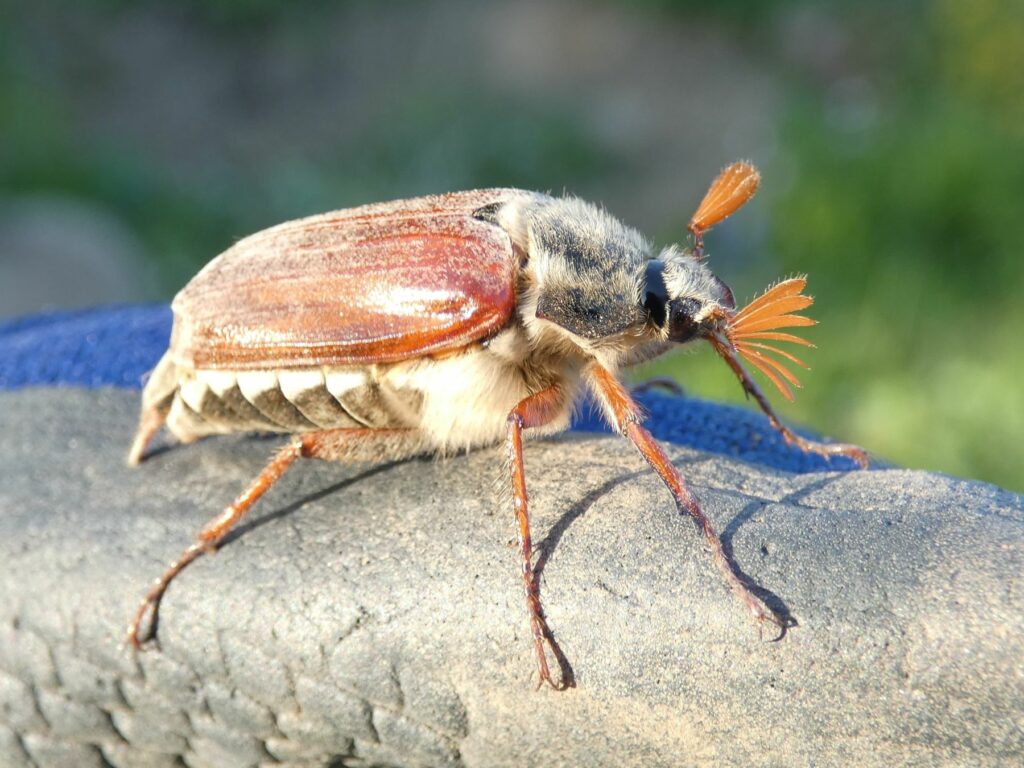 A Cockchafer Beetle image by Sarka Krnavkova