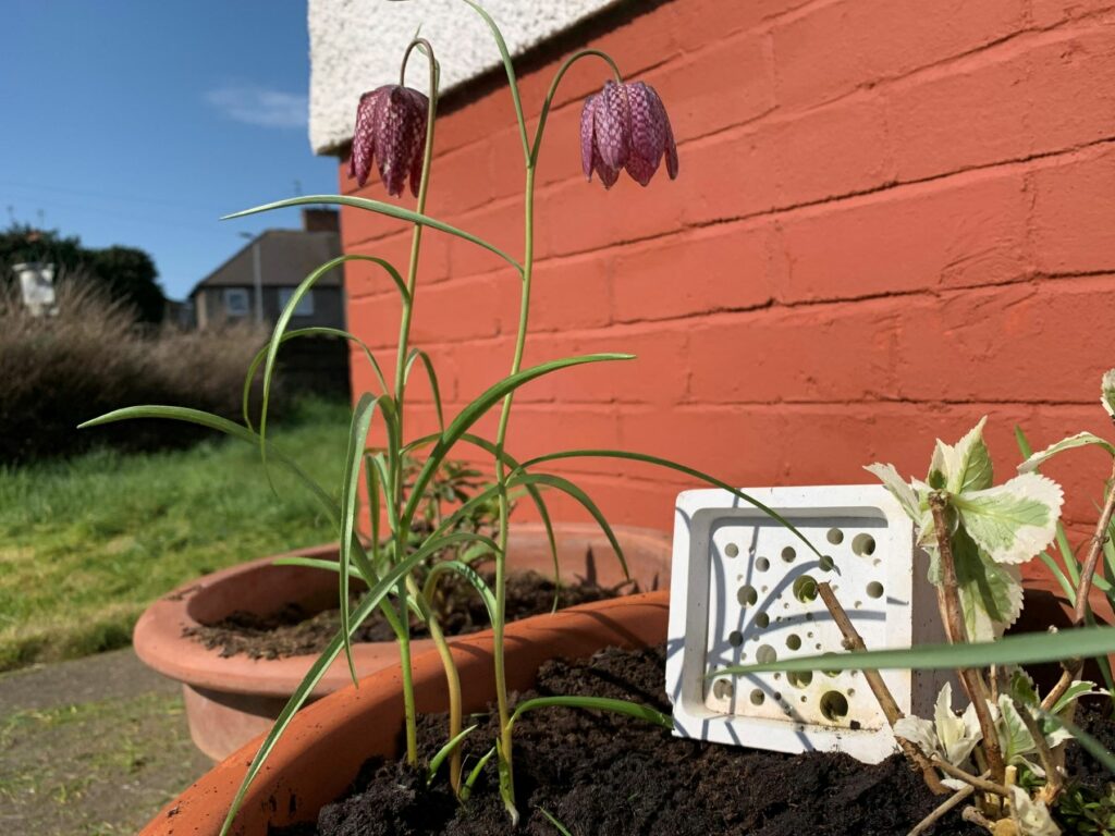 Snake's-head Fritillary flowers growing in a garden pot, image by Pip Gray